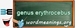 WordMeaning blackboard for genus erythrocebus